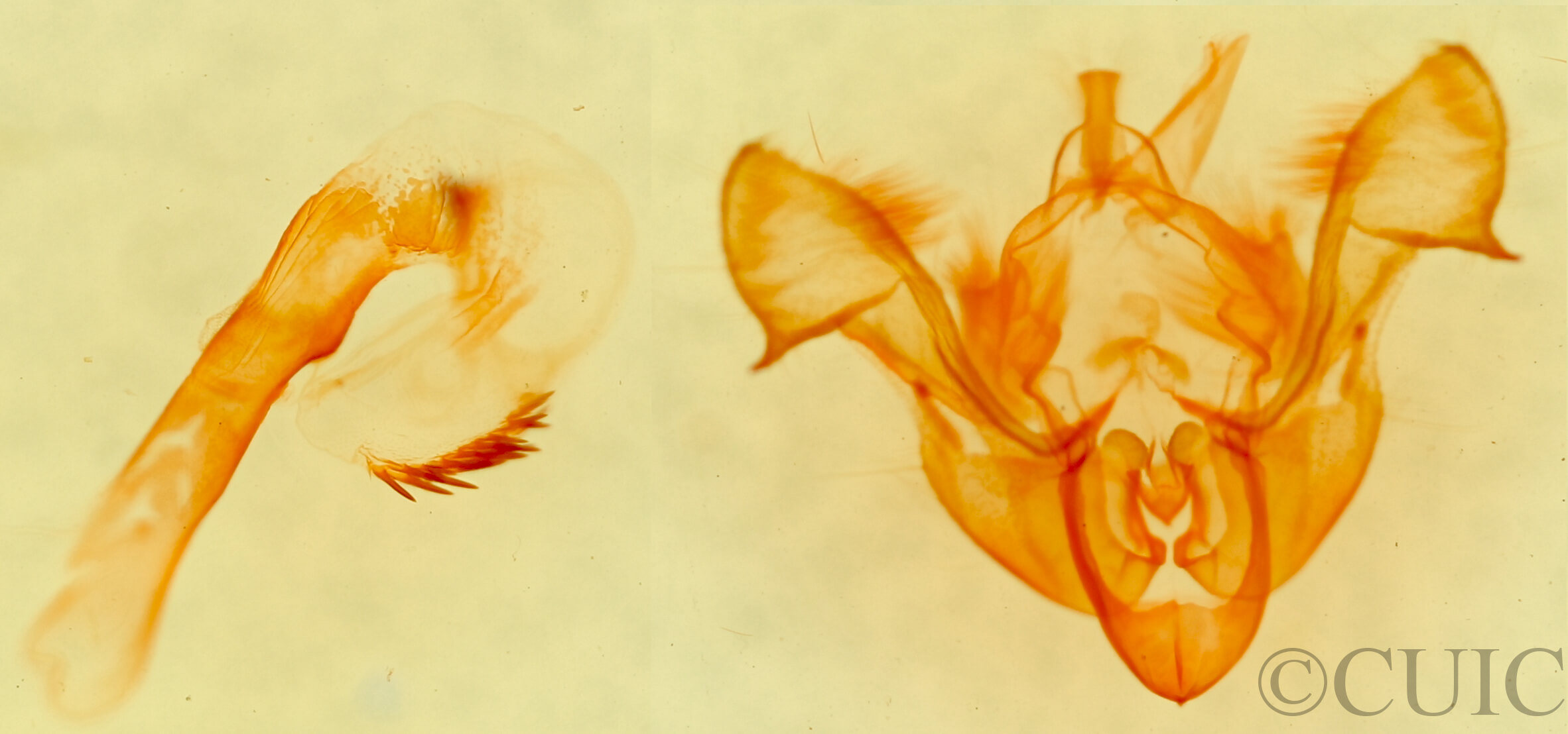 genitalia view of adult Neoligia atlantica