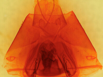 genitalia view of adult Dysgonia sp.