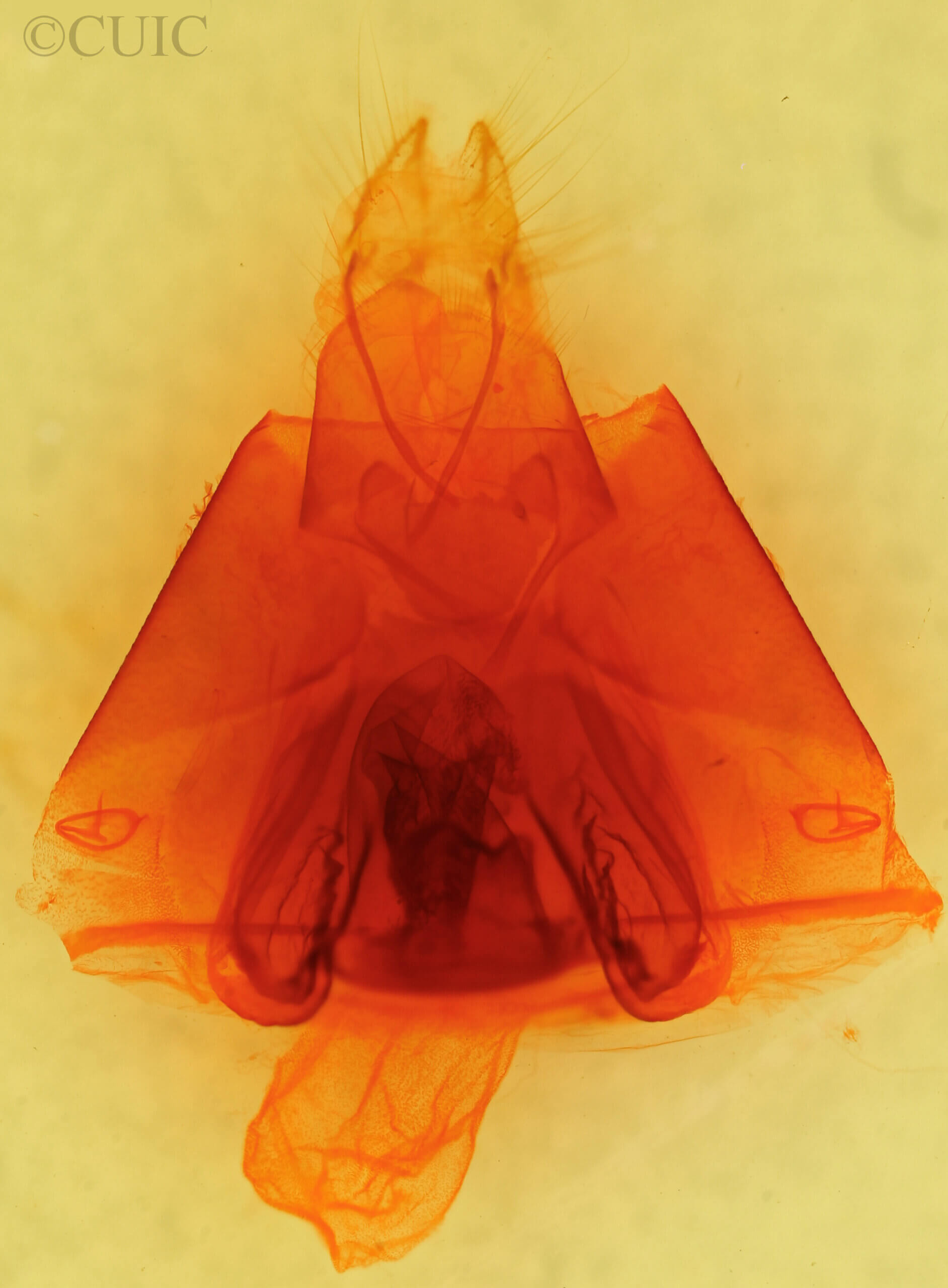 genitalia view of adult Dysgonia sp.