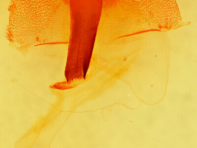 genitalia view of adult Egira crucialis