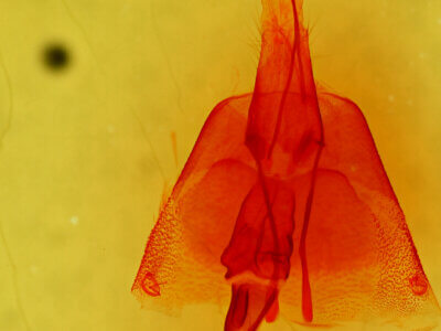 genitalia view of adult Melipotis januaris