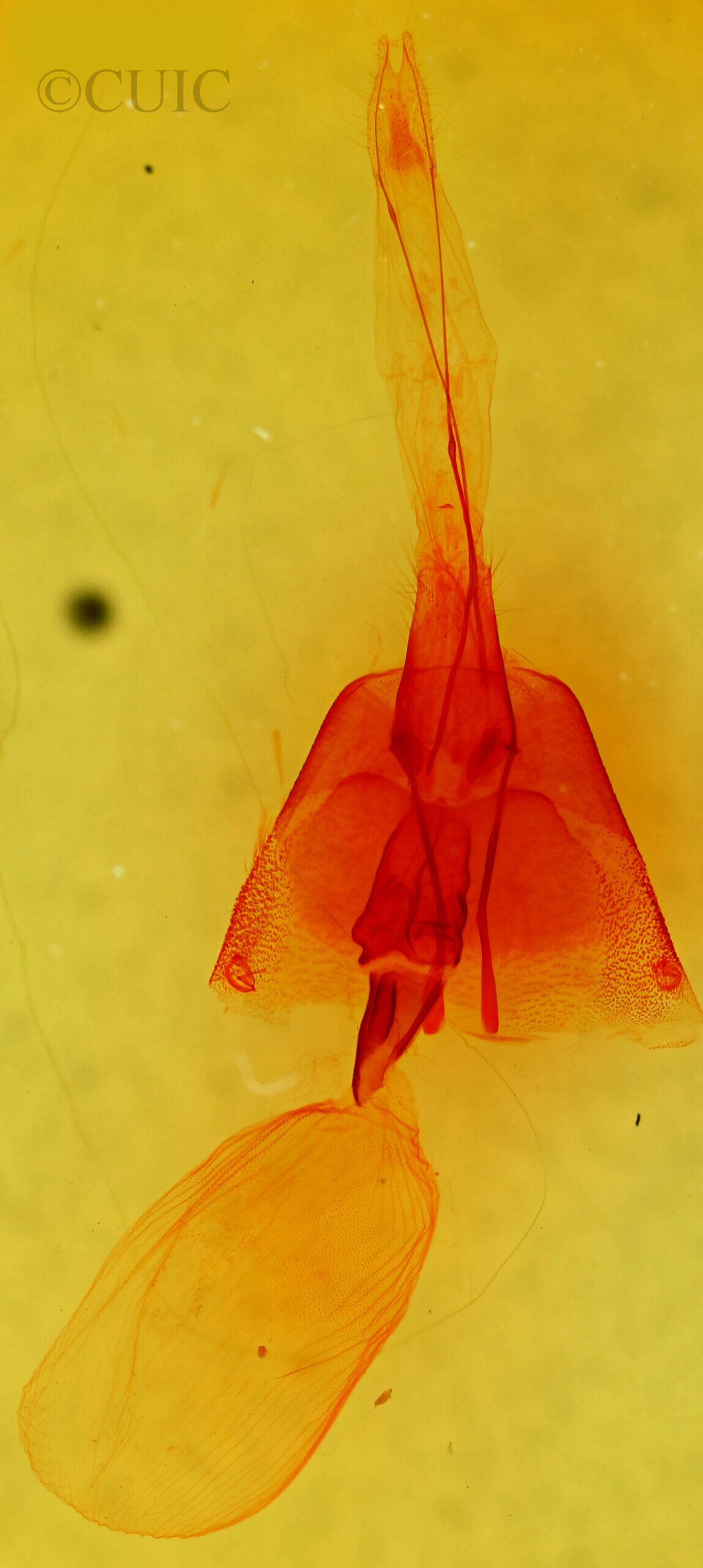 genitalia view of adult Melipotis januaris