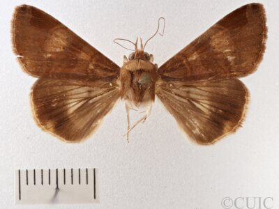 dorsal view of adult Melipotis januaris