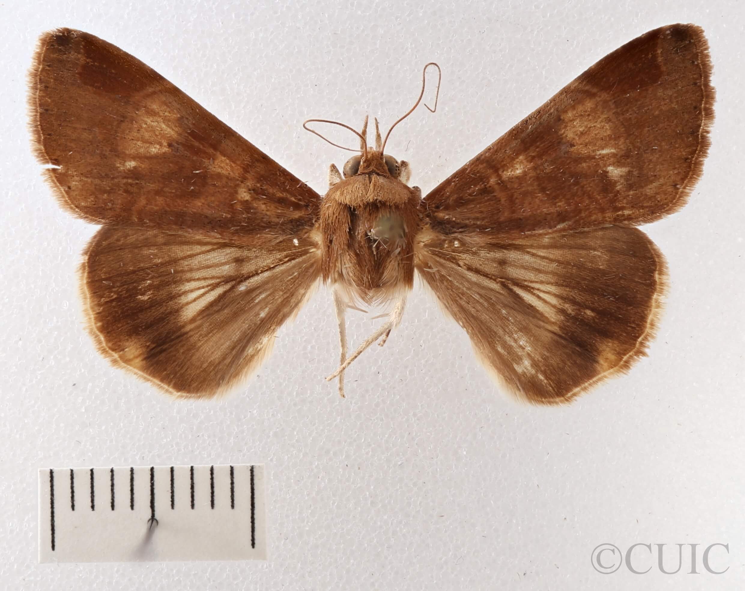 dorsal view of adult Melipotis januaris