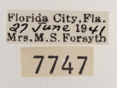 label view of adult Melipotis januaris