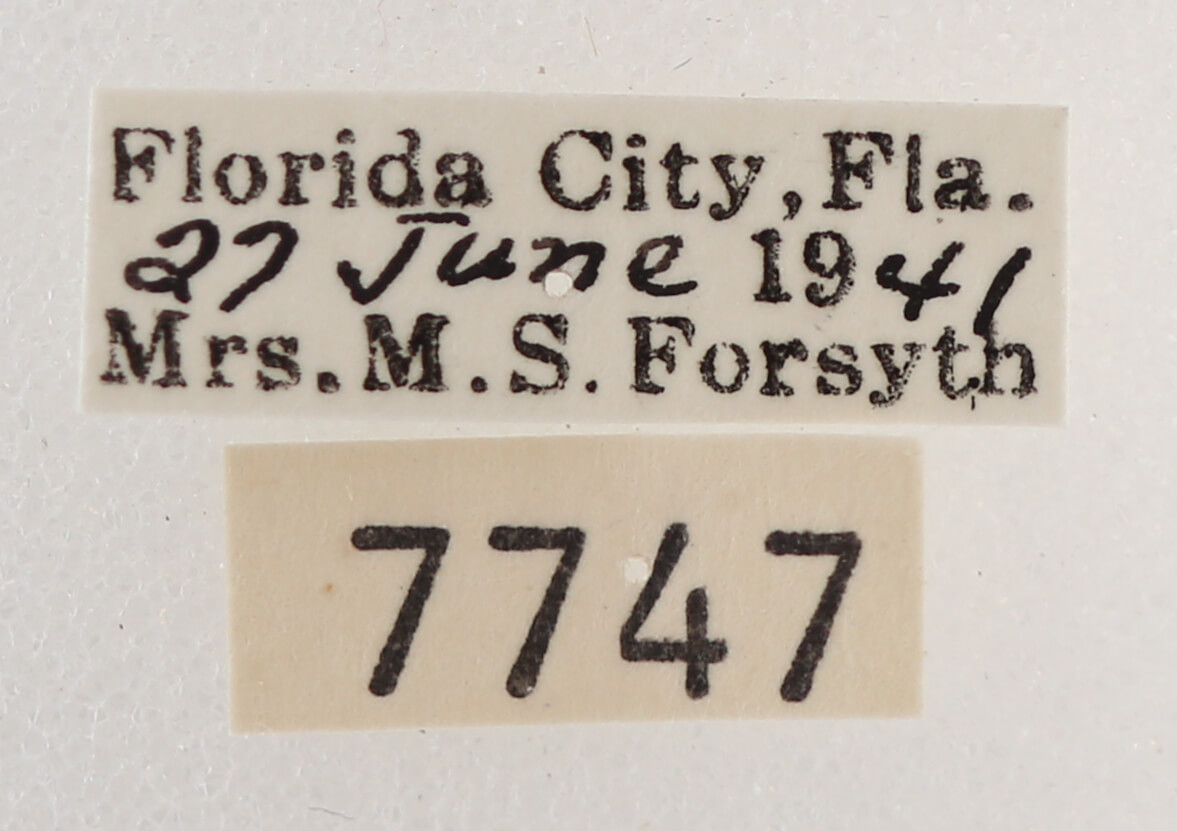 label view of adult Melipotis januaris