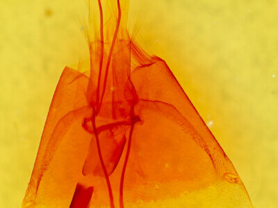 genitalia view of adult Melipotis novanda