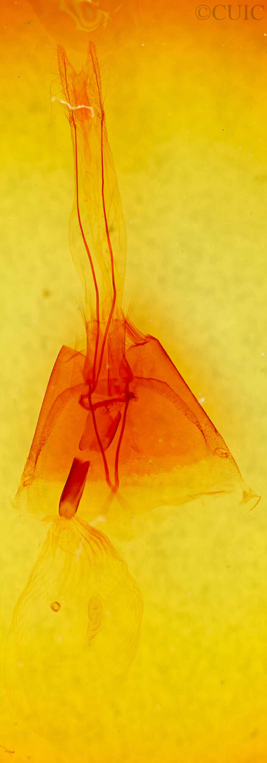 genitalia view of adult Melipotis novanda