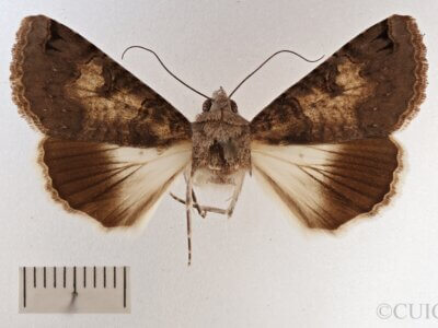 dorsal view of adult Melipotis novanda