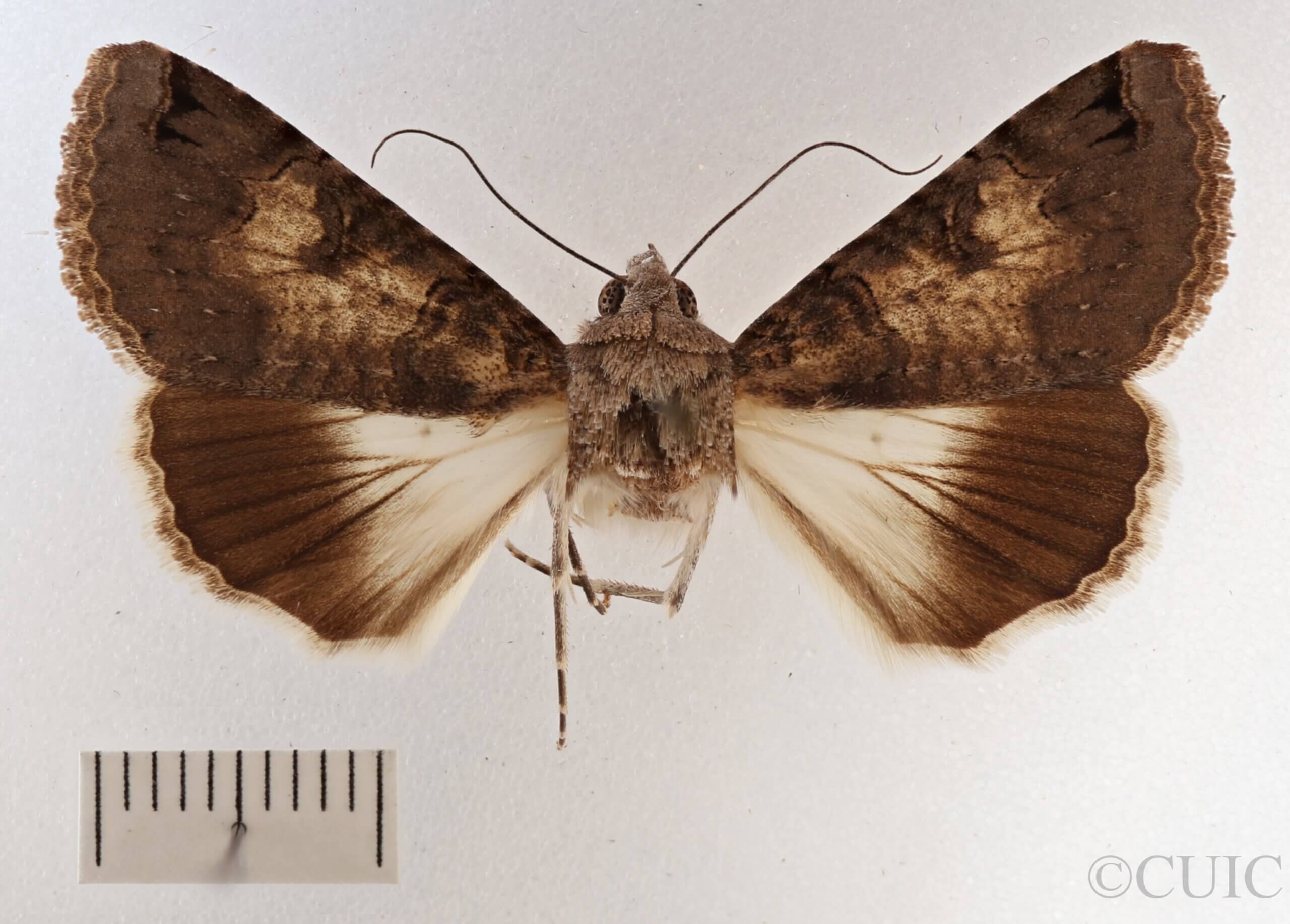 dorsal view of adult Melipotis novanda