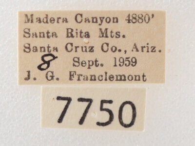 label view of adult Melipotis novanda