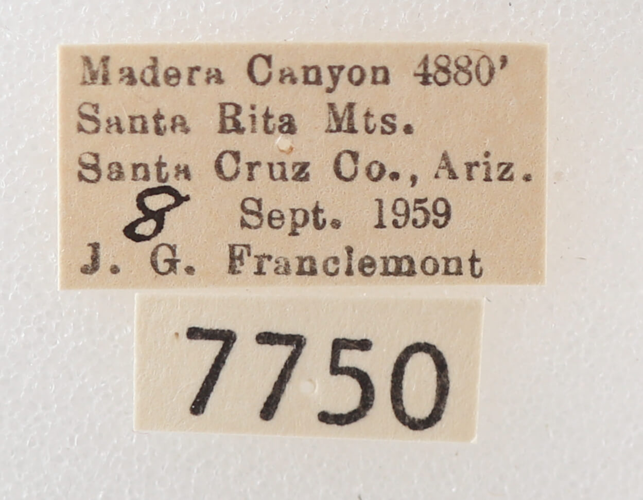 label view of adult Melipotis novanda