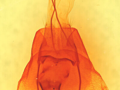 genitalia view of adult Cissusa sp.