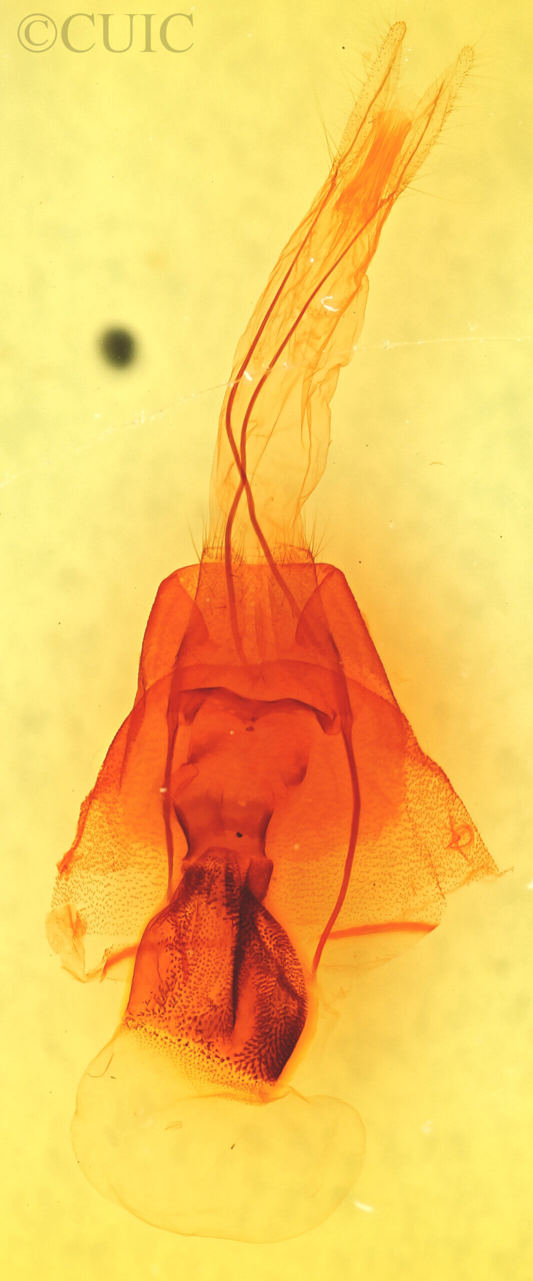 genitalia view of adult Cissusa sp.