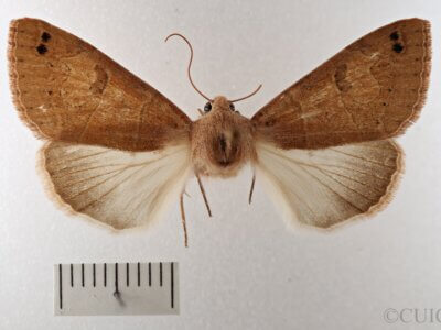 dorsal view of adult Cissusa sp.