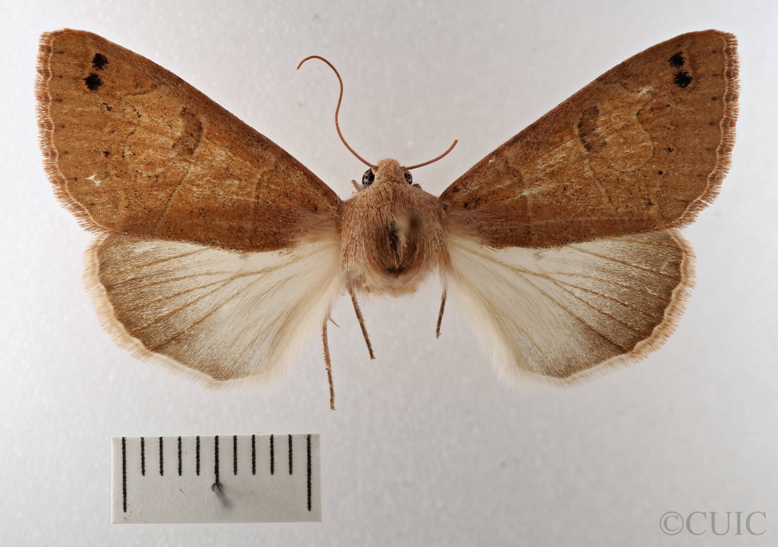 dorsal view of adult Cissusa sp.