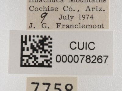 label view of adult Cissusa sp.