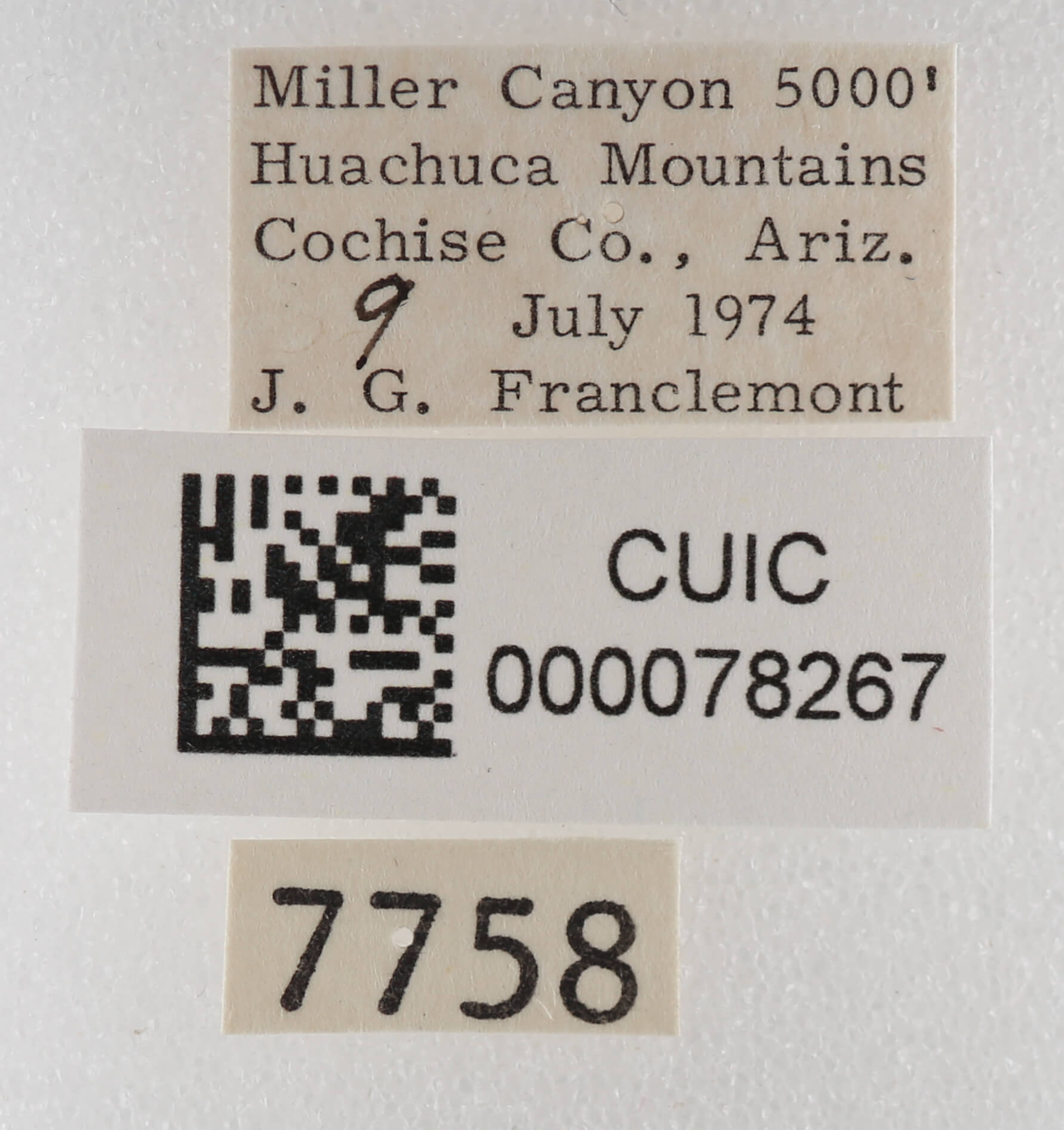 label view of adult Cissusa sp.