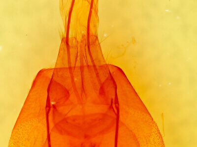 genitalia view of adult Cissusa mucronata