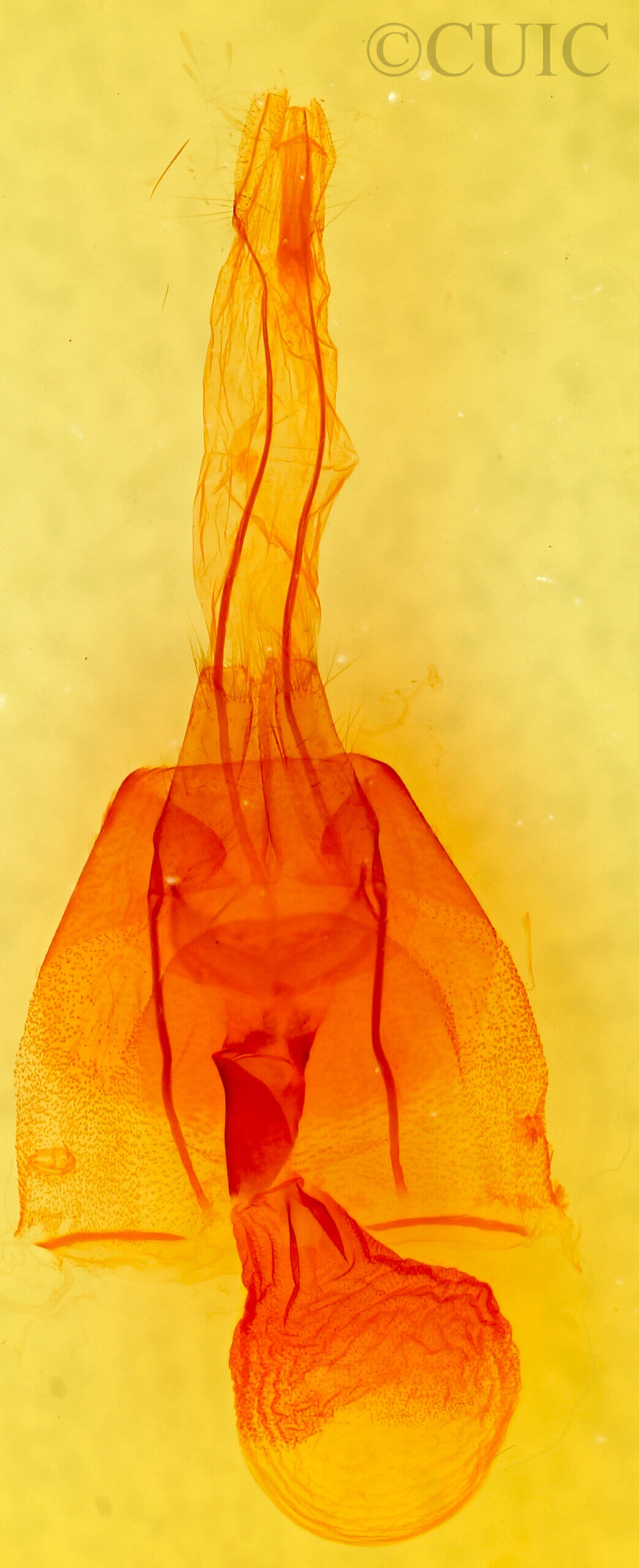genitalia view of adult Cissusa mucronata