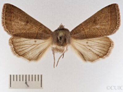 dorsal view of adult Cissusa mucronata