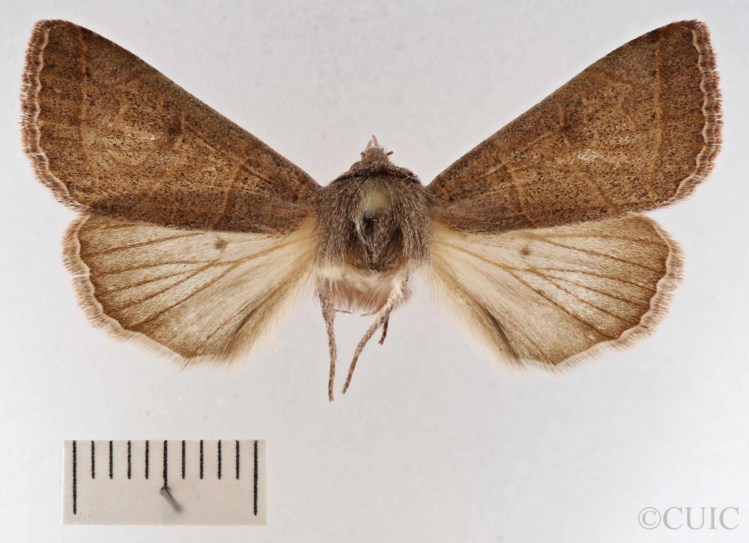 dorsal view of adult Cissusa mucronata