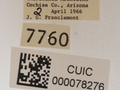 label view of adult Cissusa mucronata