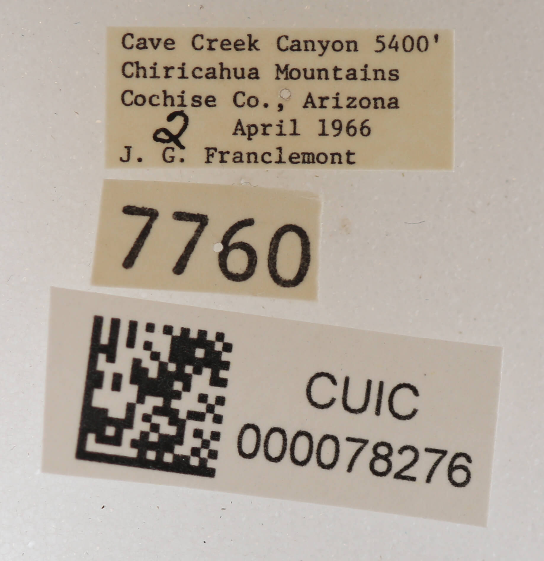 label view of adult Cissusa mucronata