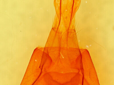 genitalia view of adult Cissusa mucronata