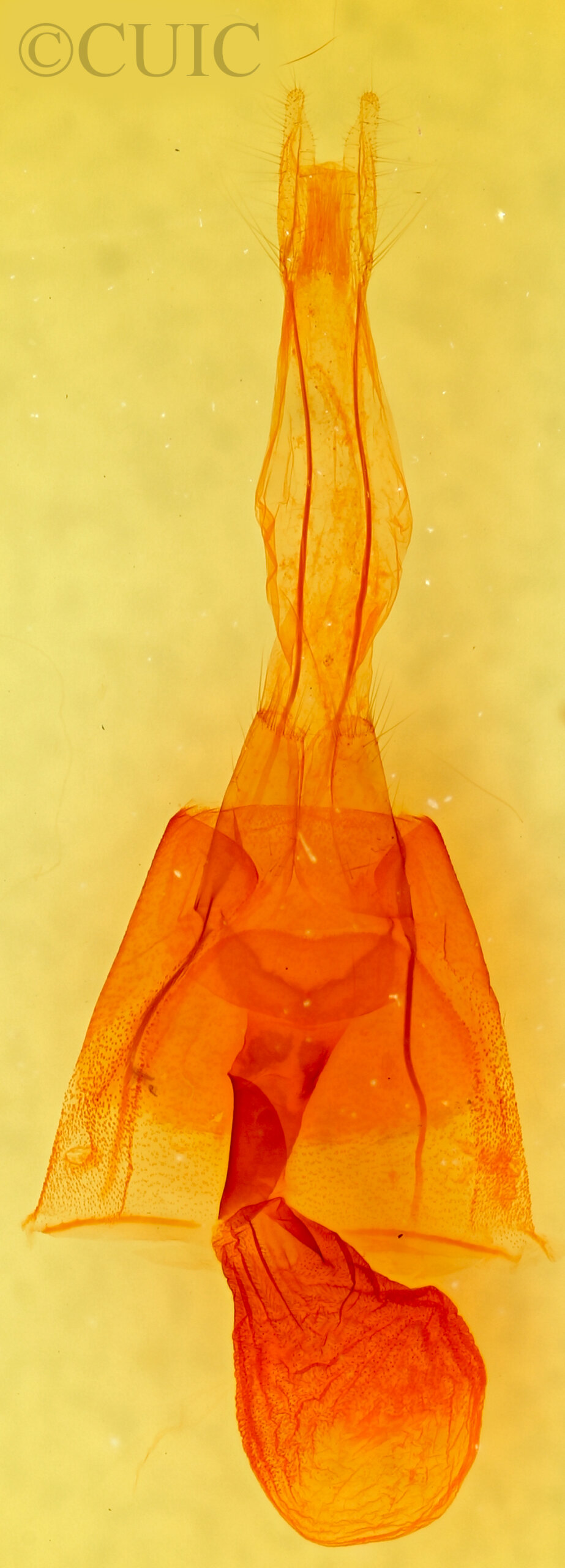 genitalia view of adult Cissusa mucronata