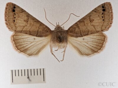 dorsal view of adult Cissusa mucronata