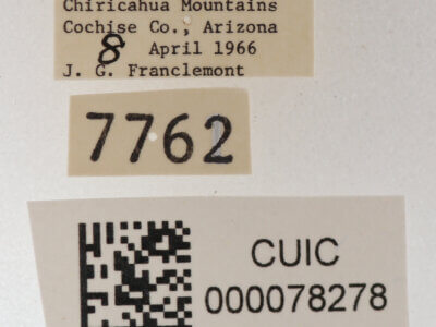 label view of adult Cissusa mucronata