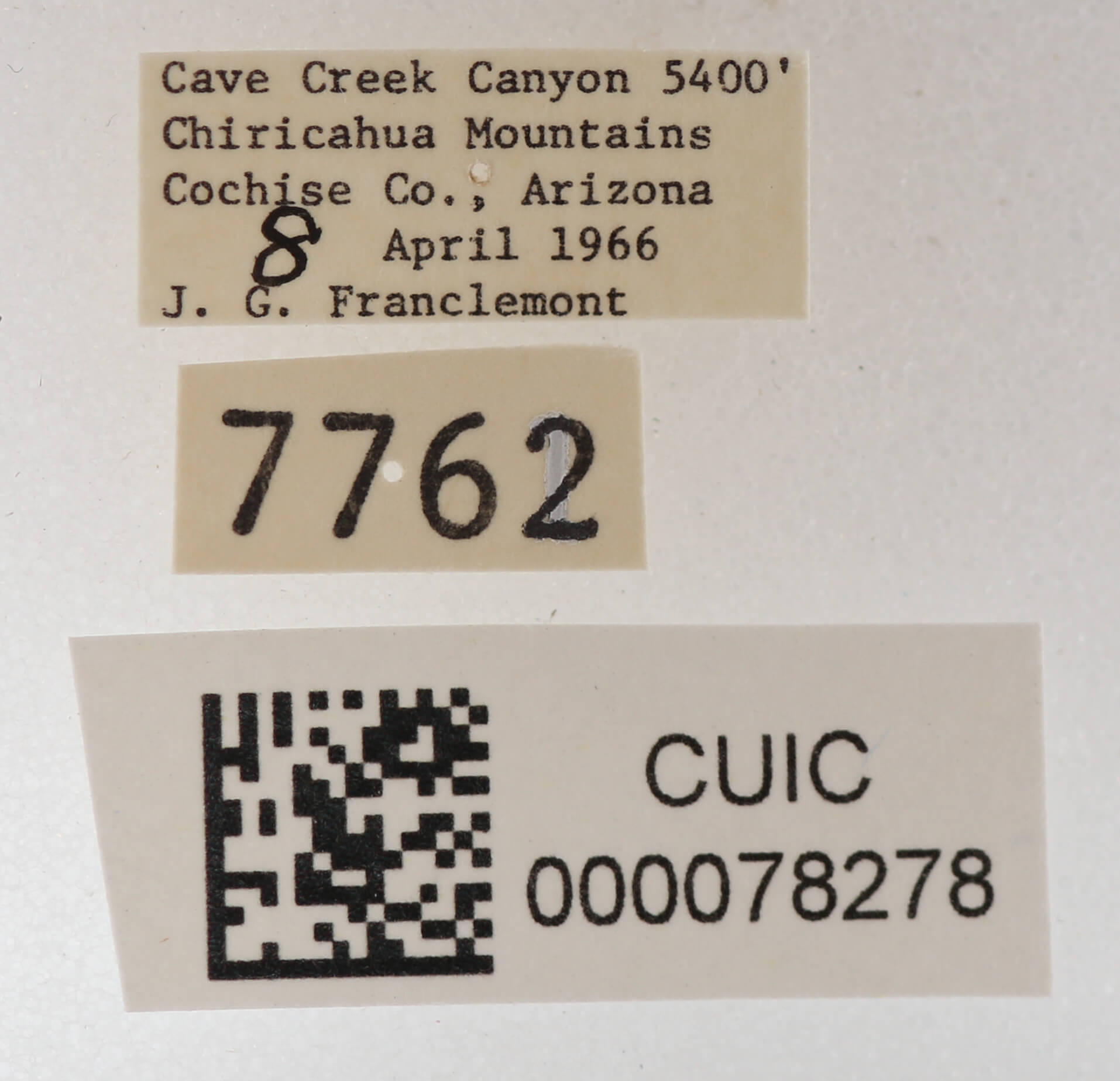 label view of adult Cissusa mucronata