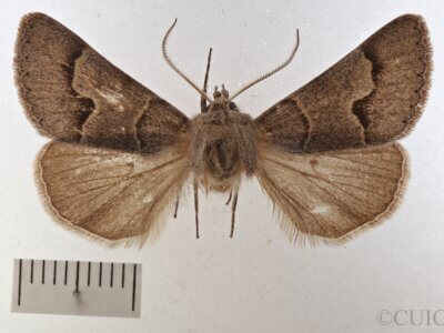 dorsal view of adult Cissusa sp.