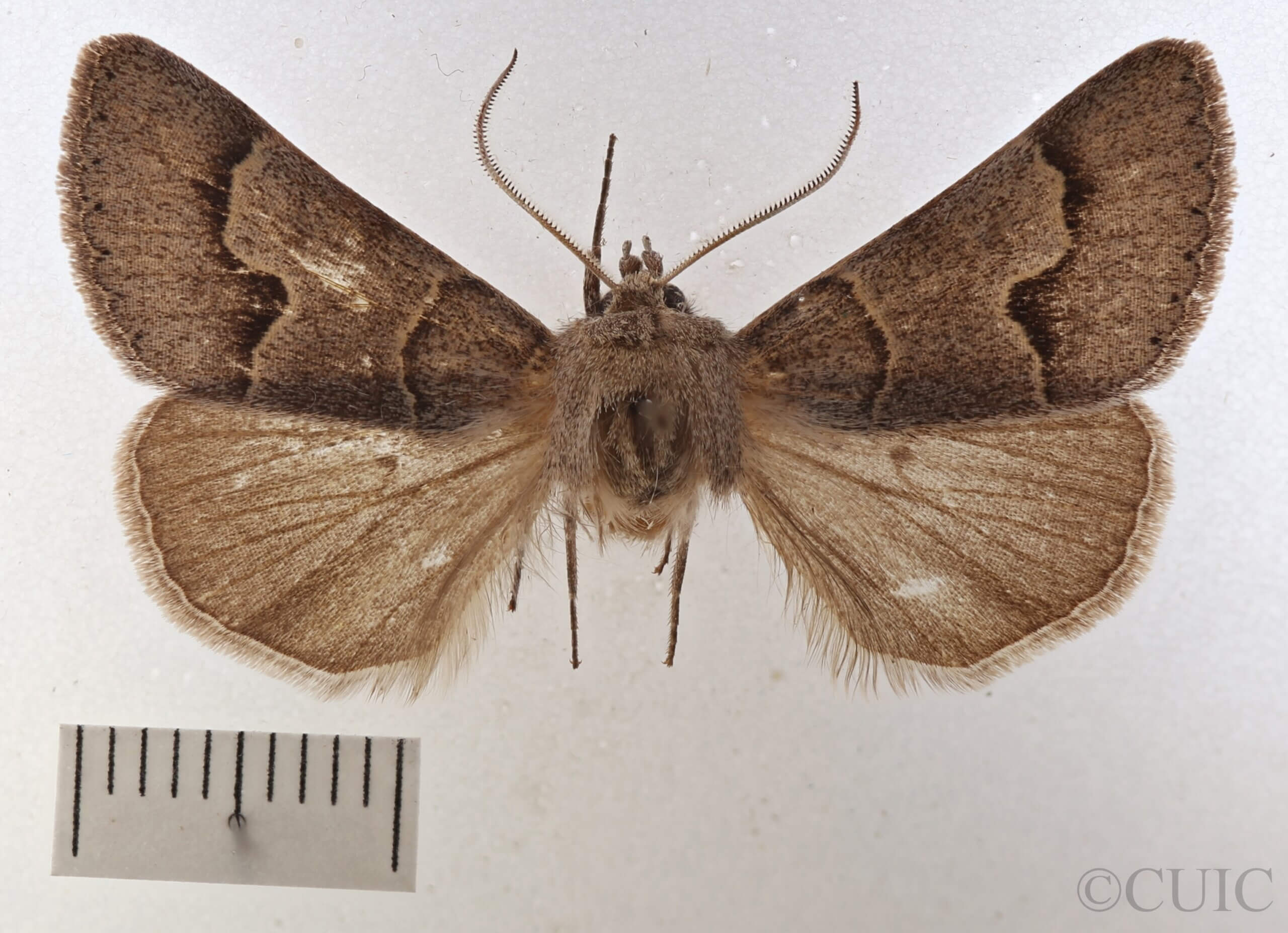 dorsal view of adult Cissusa sp.