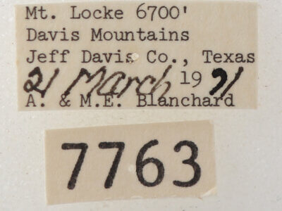 label view of adult Cissusa sp.