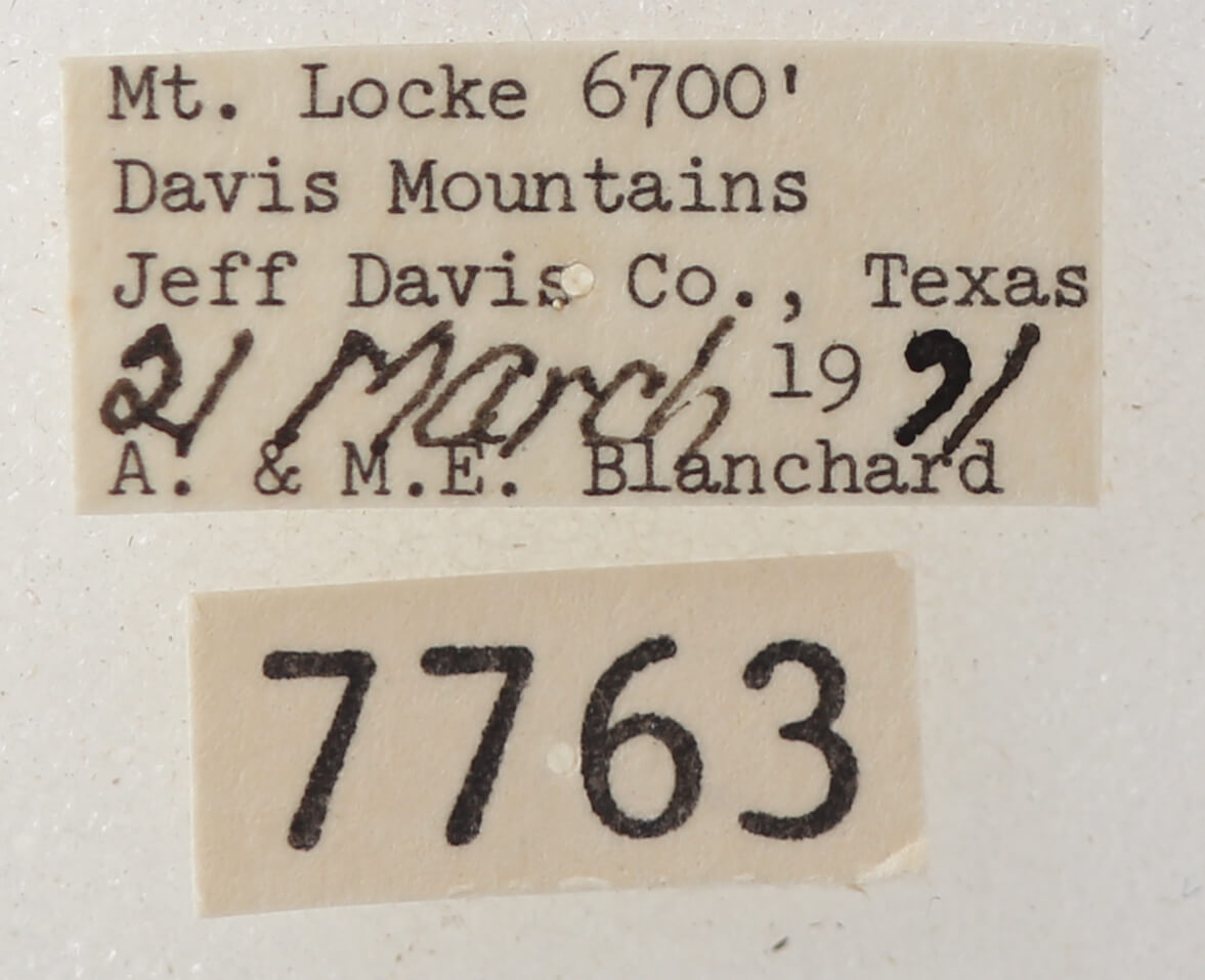 label view of adult Cissusa sp.