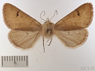 dorsal view of adult Cissusa sp.