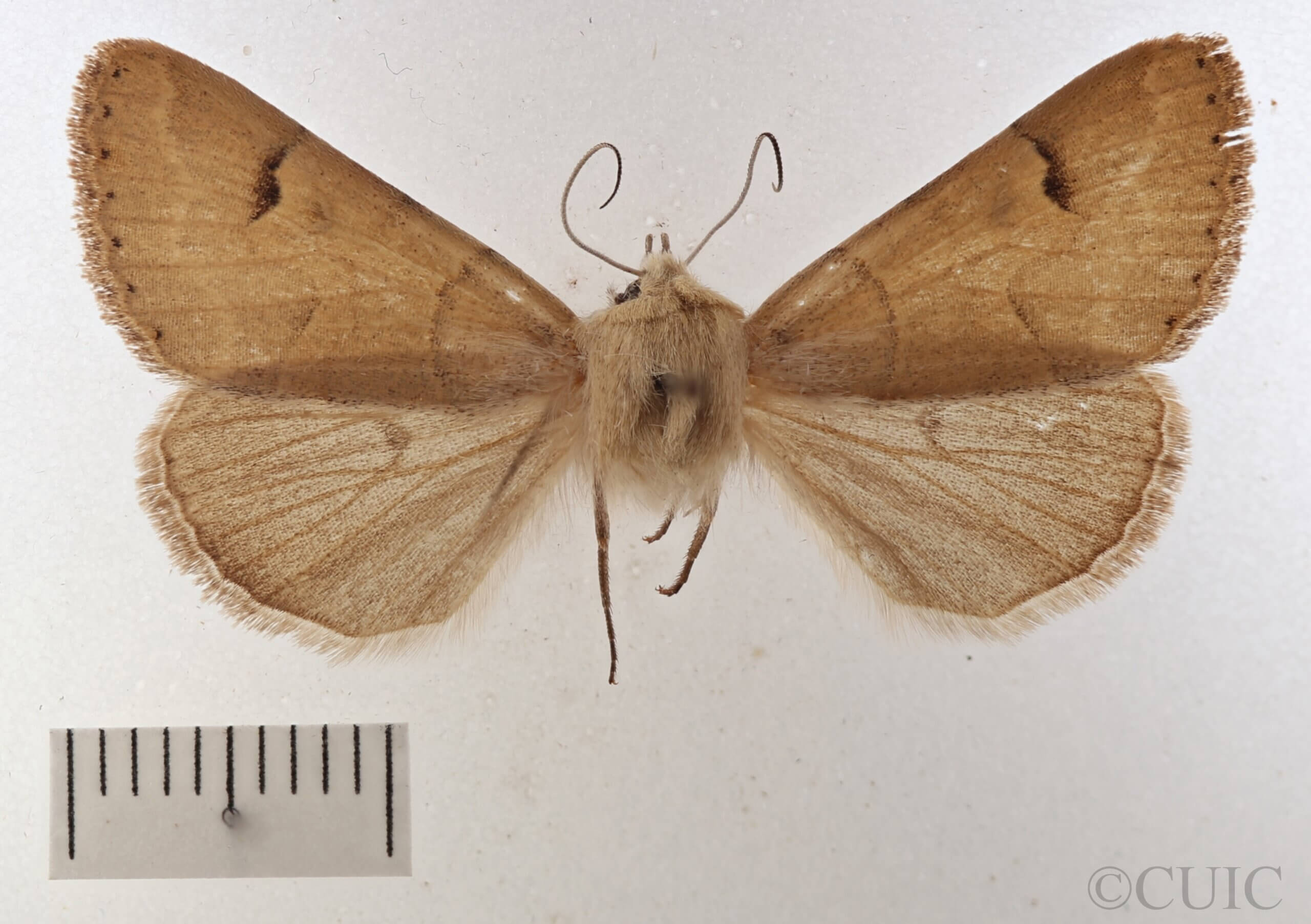 dorsal view of adult Cissusa sp.