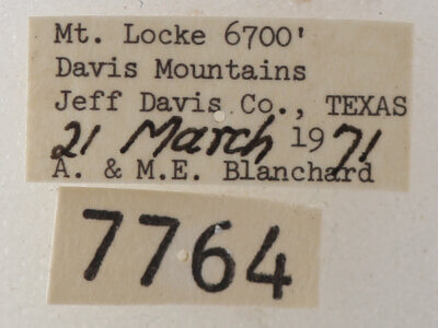 label view of adult Cissusa sp.