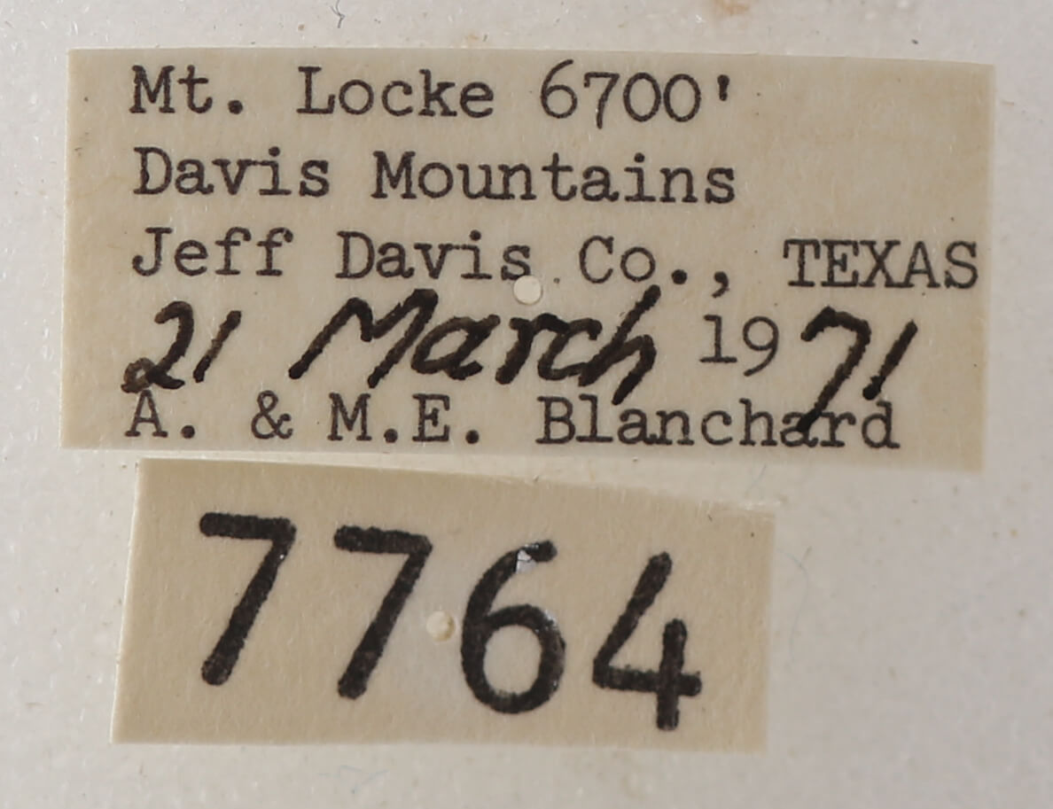 label view of adult Cissusa sp.