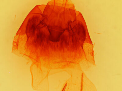 genitalia view of adult Hyppa xylinoides