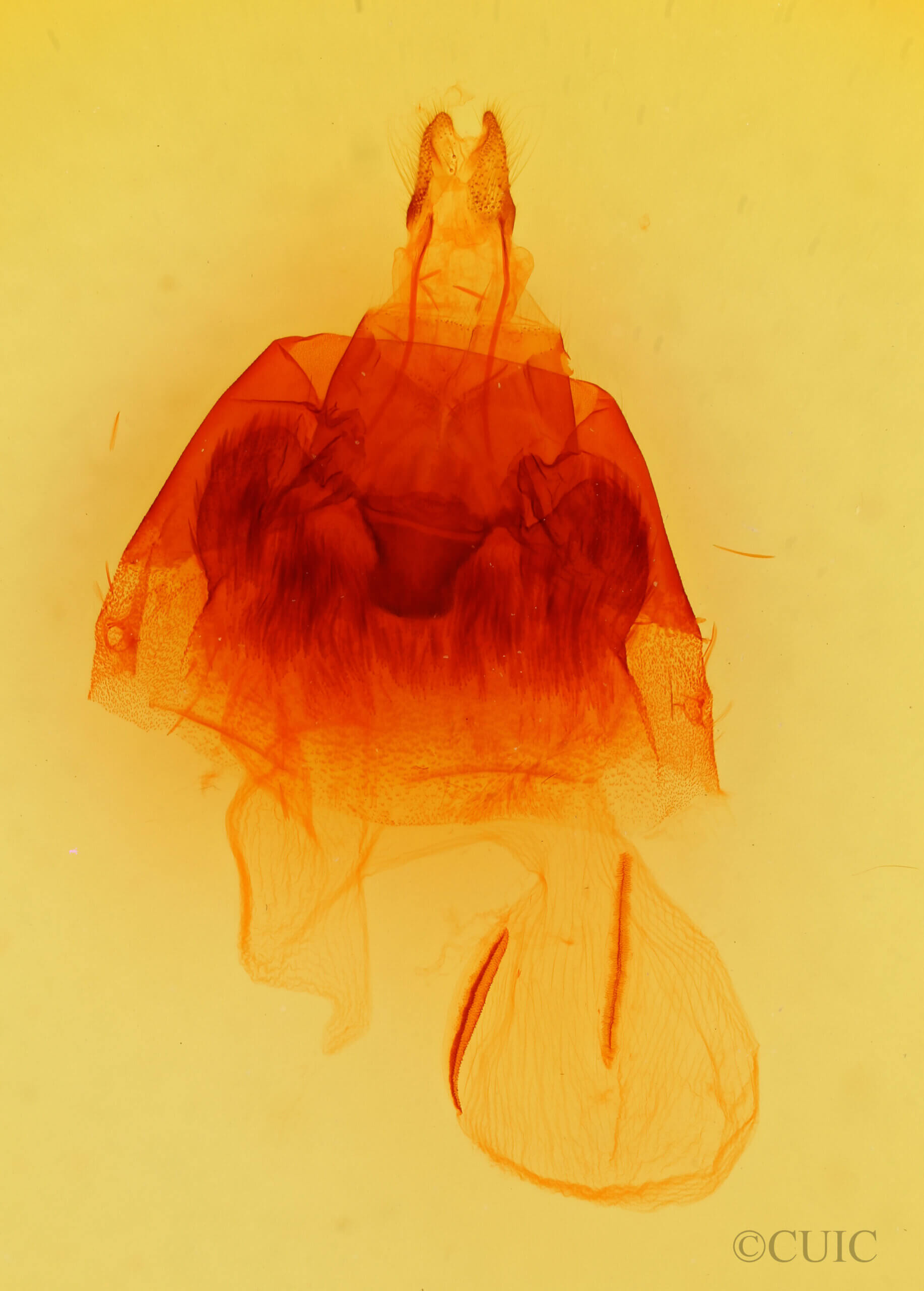 genitalia view of adult Hyppa xylinoides