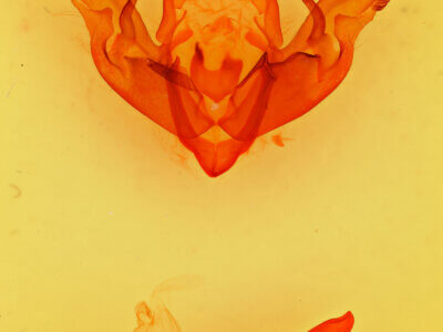 genitalia view of adult Hyppa xylinoides