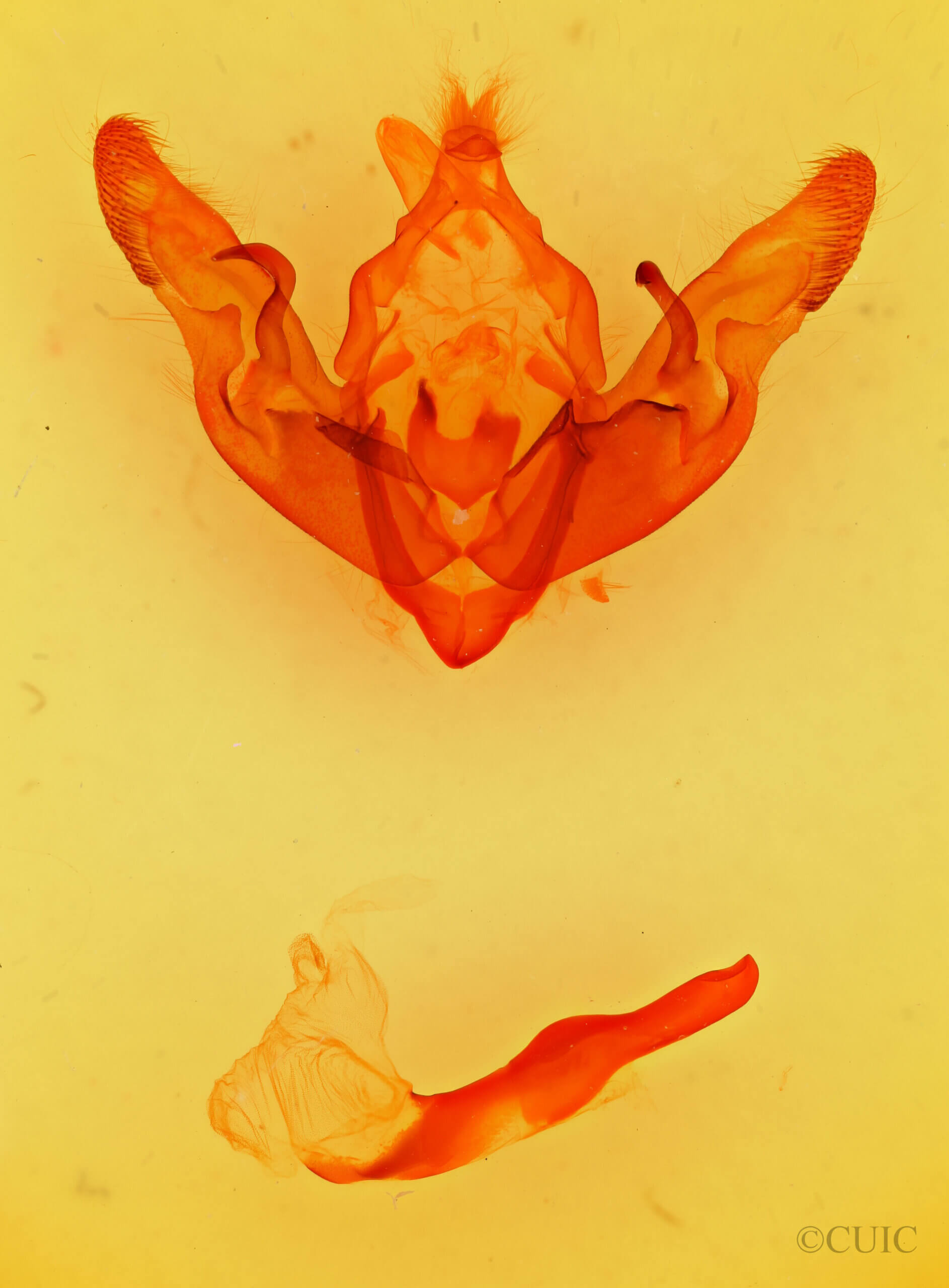 genitalia view of adult Hyppa xylinoides