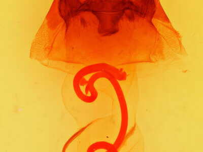 genitalia view of adult Hyppa xylinoides