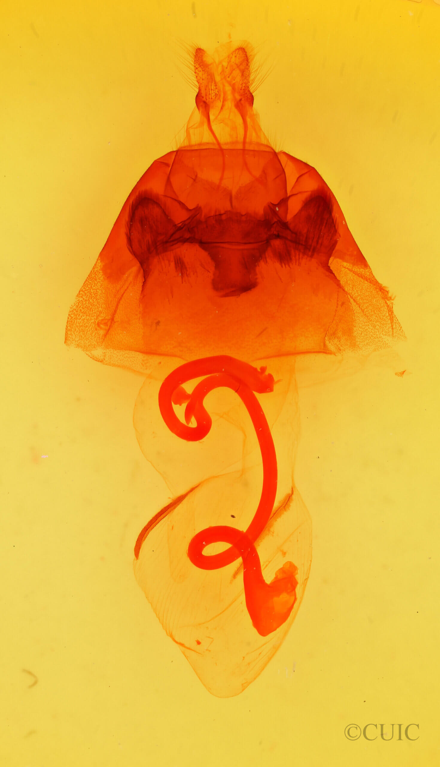 genitalia view of adult Hyppa xylinoides