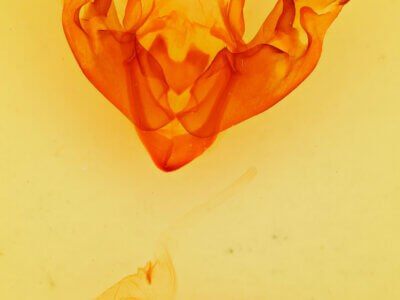 genitalia view of adult Hyppa xylinoides