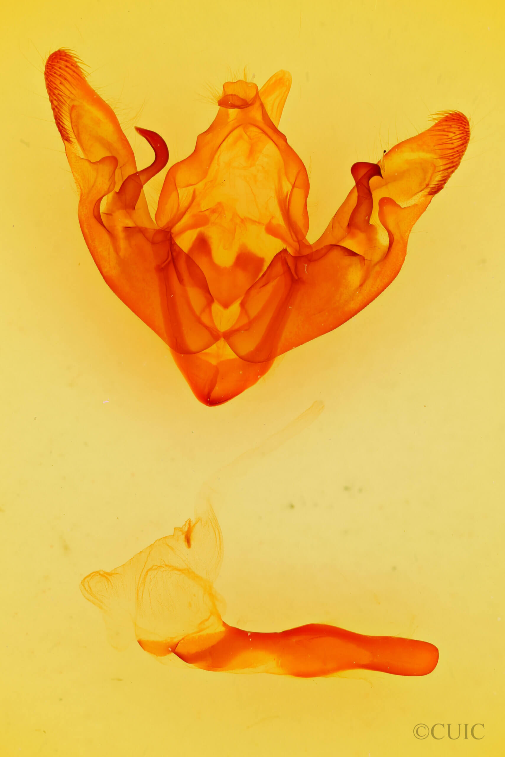 genitalia view of adult Hyppa xylinoides