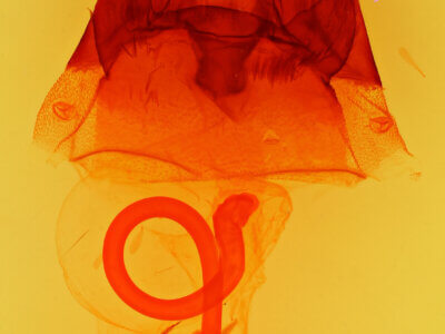 genitalia view of adult Hyppa xylinoides